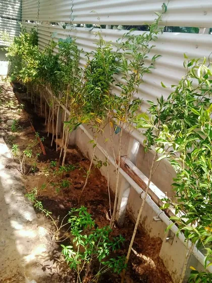 A row of young trees planted along a corrugated metal fence. This demonstrates how we can soften industrial elements with natural greenery.