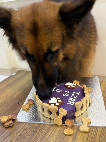The first bite is always the best! Tzar wastes no time digging into his custom German Shepherd birthday cake, starting with the delicious blueberry frosting.