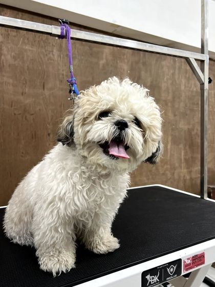 Pets Forever - Full Service Dog Grooming Shih Tzu Styling: My Specialty photo 28