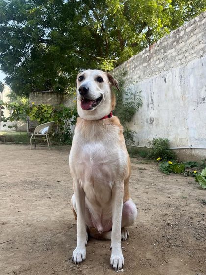 Doodle's owner drives two hours for him to board with us, even for a single day. This trust from our clients is what motivates us to provide the best possible care for every single dog.