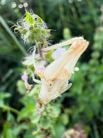 The shed exoskeleton of a grasshopper clings to a plant. This fascinating sign of molting and growth is a small but wonderful mystery discovered at our restoration site.