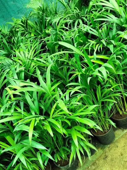 Rows of healthy Areca Palms, ready for their new homes. These are fantastic low-maintenance indoor plants that add a lush, tropical feel to any space.