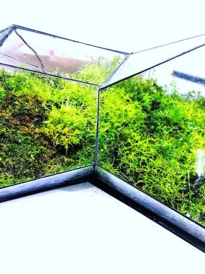 This is a closed geometric terrarium filled with lush moss. It's a self-sustaining ecosystem that requires no maintenance, perfect for a modern home or office.