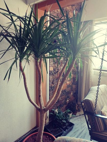 Large Statement Plants for Outdoors & Indoors photo 17