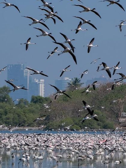 A low-angle shot of the flock flying over the water, giving a sense of their immense numbers both in the air and on the ground.