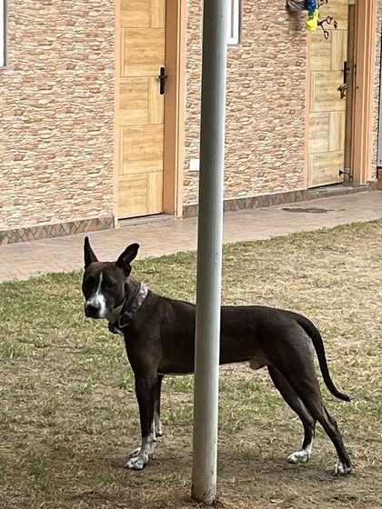 A beautiful dog stands watch in our park. This is his beautiful world, and we are here to make it safe and fun.