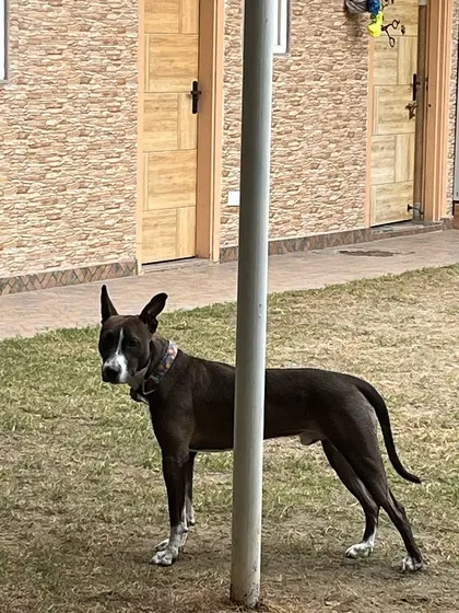 My beautiful world. A handsome dog stands watch in the park, alert and content in his surroundings.