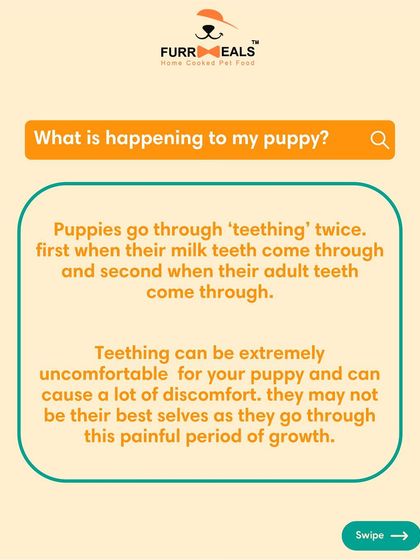 Is your puppy chewing everything? This is a complete guide to puppy teething. Learn the timeline, the signs of discomfort, and how you can help soothe their gums and save your furniture.