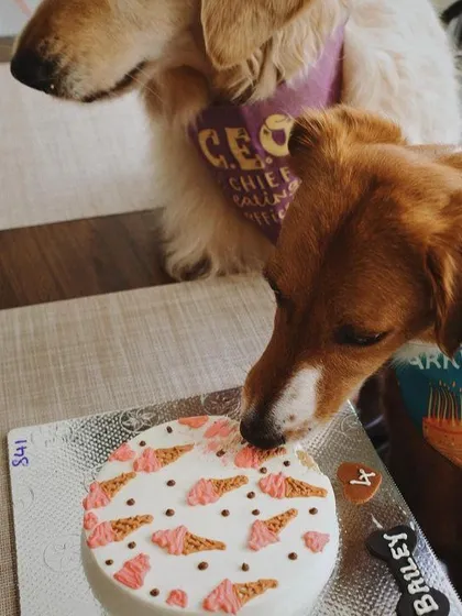 Bailey is enjoying our ice cream-themed cake, decorated with cute little cones made from our yogurt frosting and peanut butter.