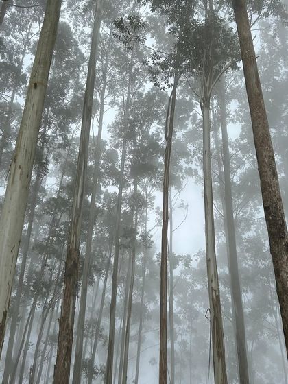 Lost in the misty pine forests of Kodaikanal. Walking through these tall, silent trees feels like stepping into another world.