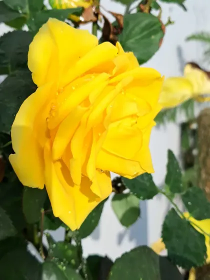 Bhardwaj - Urban Gardening Consultation A Riot of Colorful Flowers photo 148