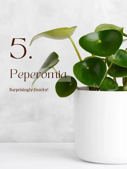 Peperomia plants are surprisingly finicky. They are sensitive to Delhi's hard water and temperature swings, and are very prone to overwatering, making them a challenge for many plant parents here.