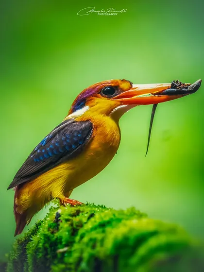 This is the same species as image 2, the Oriental Dwarf Kingfisher, but this time with a different type of prey. It shows the variety in their diet and my dedication to documenting their behaviour over time.