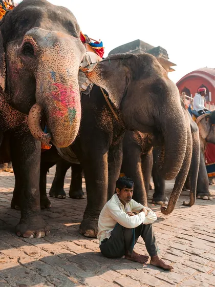 A powerful image of a mahout resting at the feet of elephants in Jaipur. The frame highlights the immense size of the animals and the quiet dignity of the man.