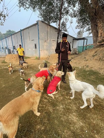 The treat master has everyone's undivided attention. It's amazing to see so many different breeds waiting so patiently together.