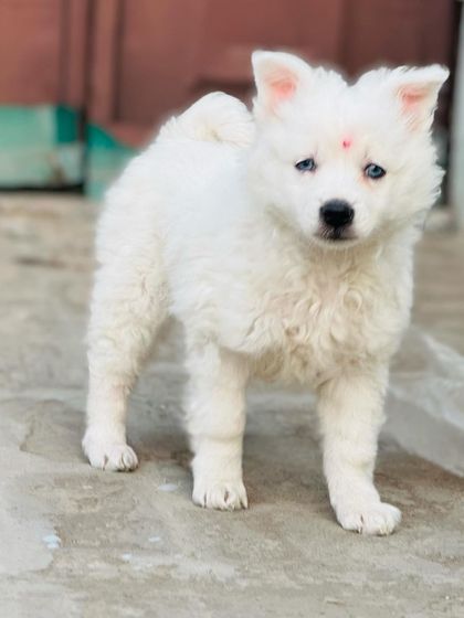 A perfect stance from this little white furball, showing good structure even at a young age.