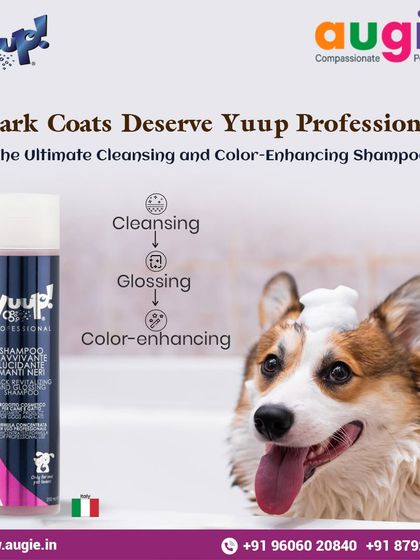 Augie Pets - Pet Grooming Services Shampoos & Conditioners for Every Coat photo 6