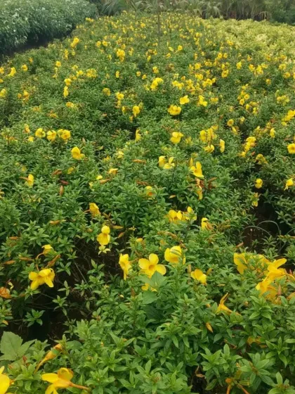 A field of yellow Allamanda shrubs in full bloom. These hardy, flowering shrubs provide a cheerful splash of color.