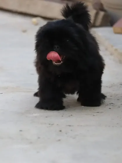 A happy black Shih Tzu male puppy, full of life and ready for adventure. He has had his first vaccination and is ready for his new home.