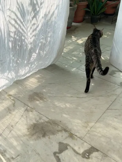 Shin Chan on a stroll across the sunlit floor. He's a very chill cat who adapted to the crèche instantly.