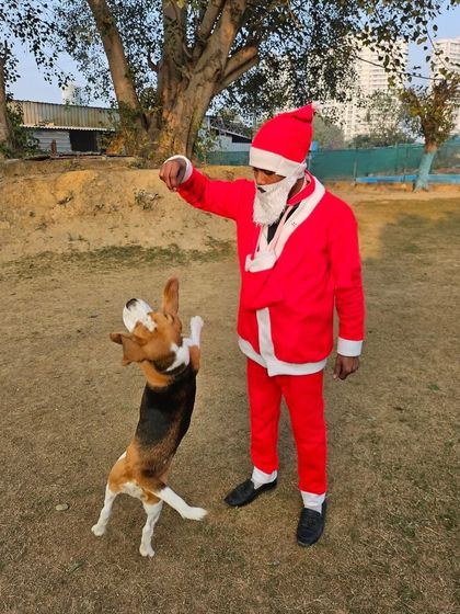 Santa Paws has a playful interaction with an excited Beagle, who is jumping up for a treat. It is a day of fun, games, and goodies for all our guests.
