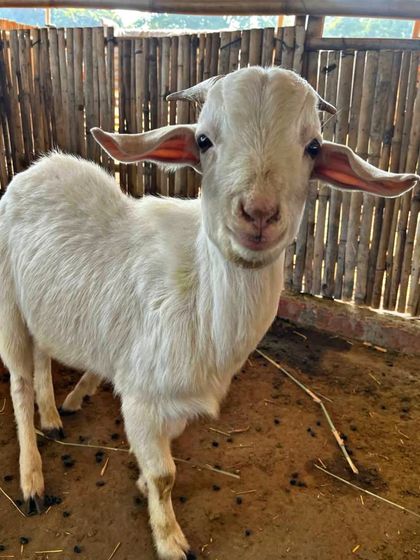 Farmus - Private Parties & Events Our Furry & Feathered Friends photo 4