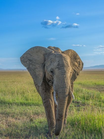 An elephant walks through the vast green savanna of Africa, a classic and powerful wildlife image.