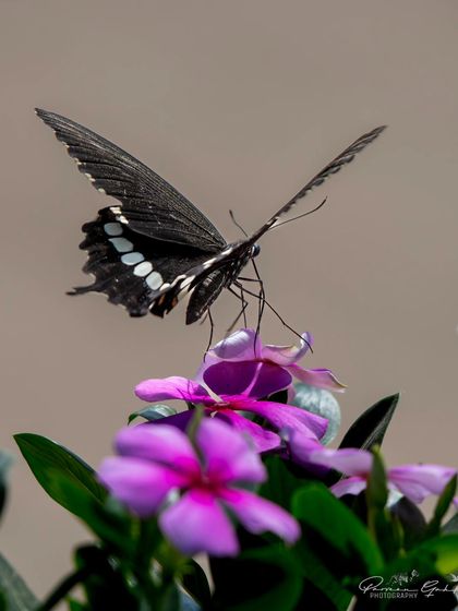 The Common Mormon butterfly captured in mid-air as it flutters above the flowers.