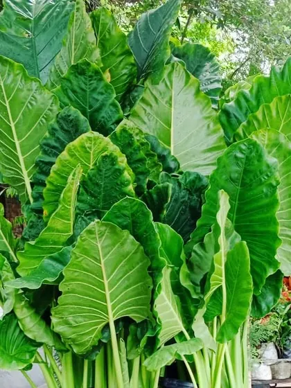 The Alocasia odora, or Elephant Ear plant, has massive, dramatic leaves. It's a statement plant that loves humidity and bright, indirect light.