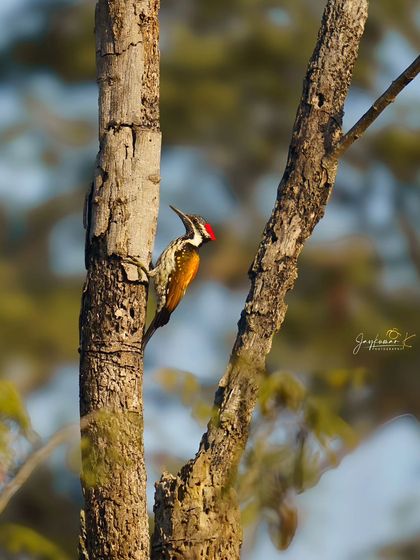 A Black-rumped Flameback woodpecker scales the trunk of a tree, its bright colors a beautiful contrast against the bark.