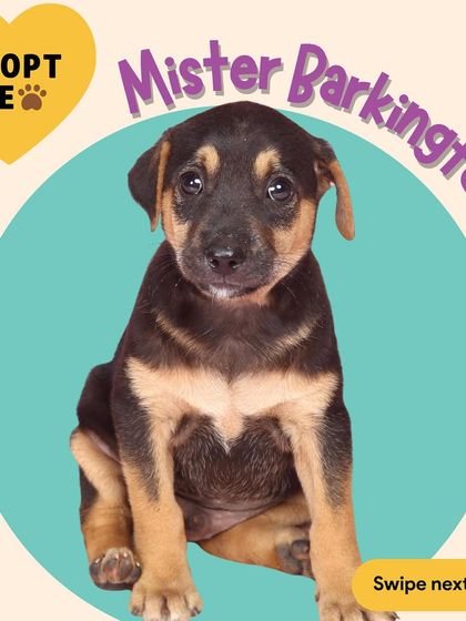 Adoption Alert! Meet Mister Barkington, one of the puppies born near our facility. He is a two-month-old snuggle bug, and any family that adopts him will get a free "Raising A Puppy" consultation class from me.