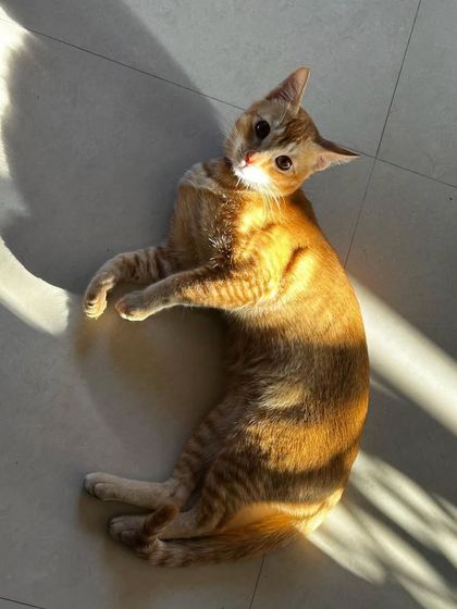 Here are more of the lovely cats I've had the pleasure of sitting. Each one has a unique personality, and I tailor my care to make them feel comfortable, from playful kittens to serene seniors.