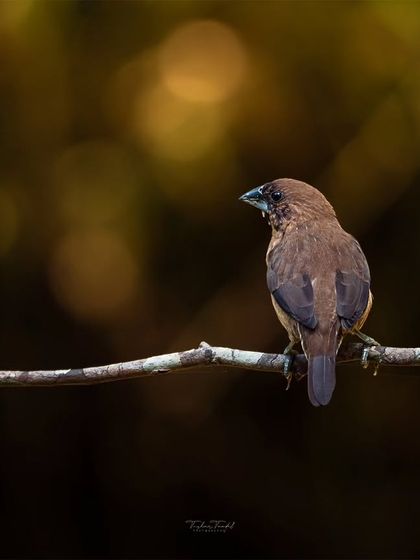 Avian Portraits: The Birds of India photo 40