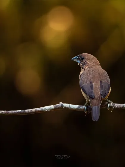 A Black-throated Munia perched on a branch, offering a clear view of its simple, beautiful markings.