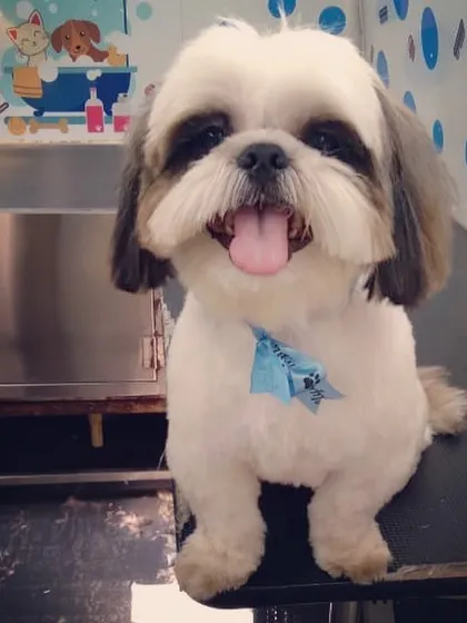 This is the smile I work for! A fresh trim and a pampering session left this sweet Shih Tzu looking picture-perfect and feeling on top of the world.