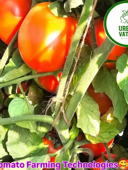 Sun-ripened tomatoes on the vine, grown using our effective farming technologies.