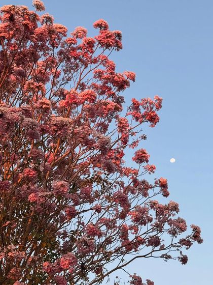 The vibrant Pink Trumpet tree in full bloom. During its season, it showers our paths with pink flowers, creating a truly magical and beautiful environment for our guests.