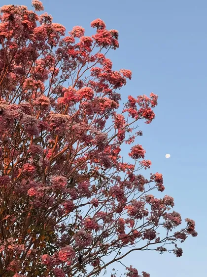 The vibrant Pink Trumpet tree in full bloom. During its season, it showers our paths with pink flowers, creating a truly magical and beautiful environment for our guests.