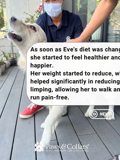 PawsnCollars - Veterinary Care Nutrition for a Vibrant Life photo 5