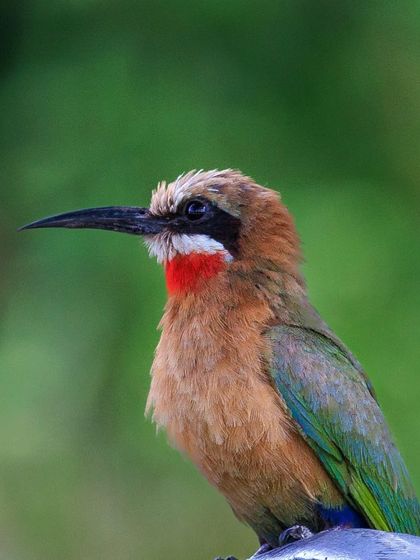 A White-fronted Bee-eater, identified by its white forehead and bright red throat patch. These social birds nest in colonies in riverbanks.