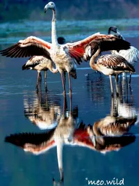 Bird Photography