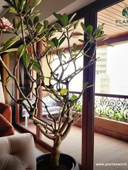 An indoor Plumeria tree brings the feeling of a tropical garden right into your living room. Its delicate flowers and sculptural branches create a beautiful focal point next to the balcony door.