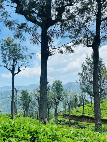The stunning tea plantations of the Nilgiris. The landscape is a patchwork of green hills and clear blue skies.