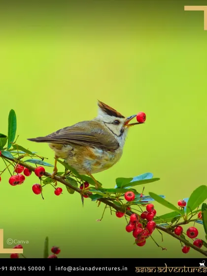 A Taiwan Yuhina enjoys a meal of red berries, a charming moment of natural behavior. Our tours focus on observing wildlife in a respectful and non-intrusive manner.