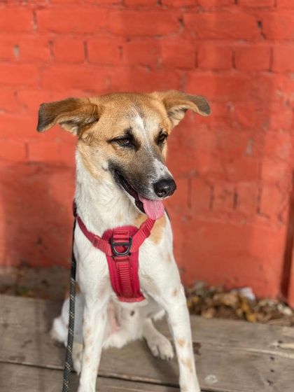 Panda, a handsome Indie boy, looking happy and relaxed during his stay.