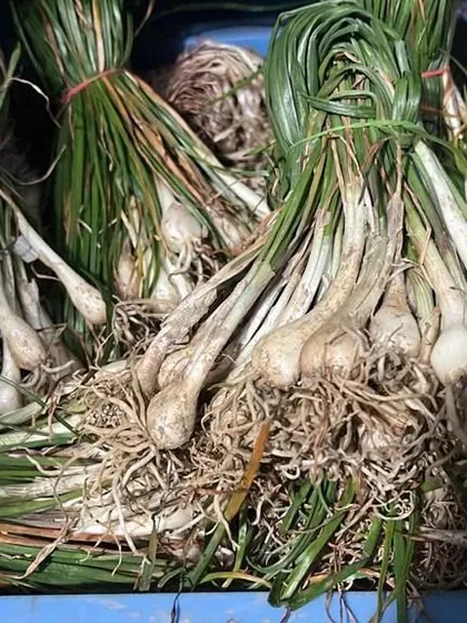 Another shot of the fresh spring onions, tied in bundles. The entire plant, from bulb to green tip, is used in cooking.