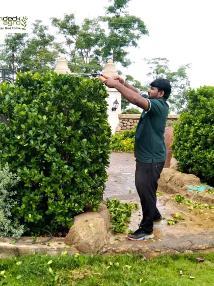Precision trimming of hedges is key to a well manicured landscape. Our gardener uses professional tools to shape the bushes at one of our large scale maintenance projects.