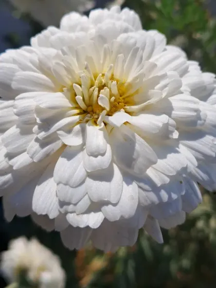 Bhardwaj - Urban Gardening Consultation A Riot of Colorful Flowers photo 124