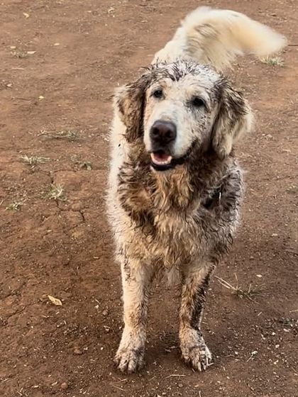 Deepthi - Dog Travel & Adventure Coaching Training for Real-World Adventures photo 7