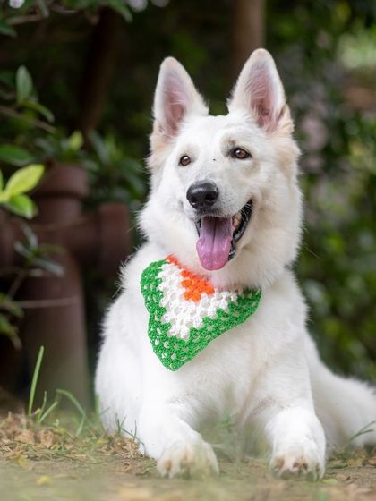 WoofWoof Stories - Commercial Pet Photography Pet Apparel & Accessories photo 25